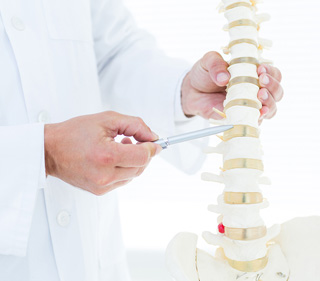 Doctor showing anatomical spine with his pen